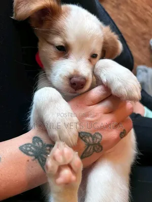 1-3 months Male Purebred Japanese Spitz