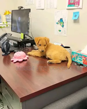 1-3 months Male Purebred Japanese Spitz
