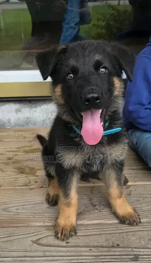 3-6 months Male Purebred German Shepherd