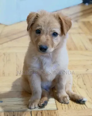 1-3 months Male Purebred Japanese Spitz