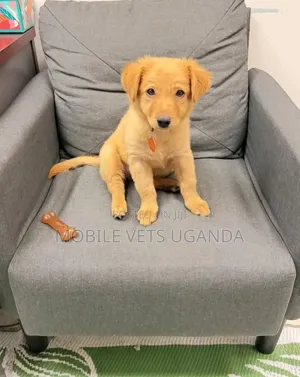 1-3 months Female Purebred Japanese Spitz