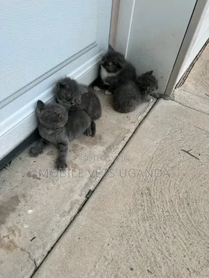 0-1 month Male Purebred Norwegian Forest