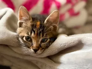 1-3 months Male Purebred Bengal