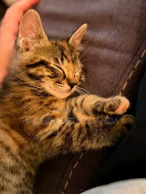 1-3 months Female Purebred Maine Coon