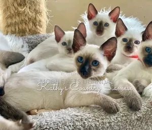 3-6 months Female Purebred Siamese