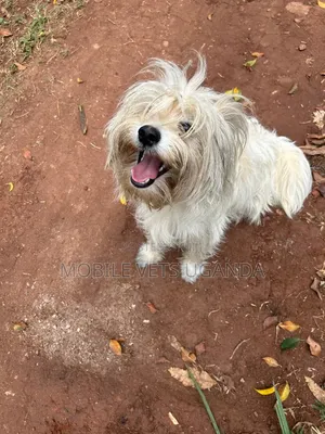 3-6 months Female Purebred Maltese