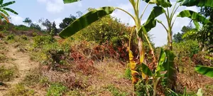 Plot for Sale 80 X130 Ft Zirobwe Wakatayi 20m