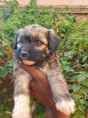 0-1 month Female Purebred Maltese