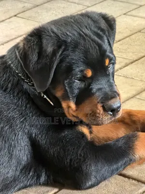3-6 months Male Purebred Rottweiler