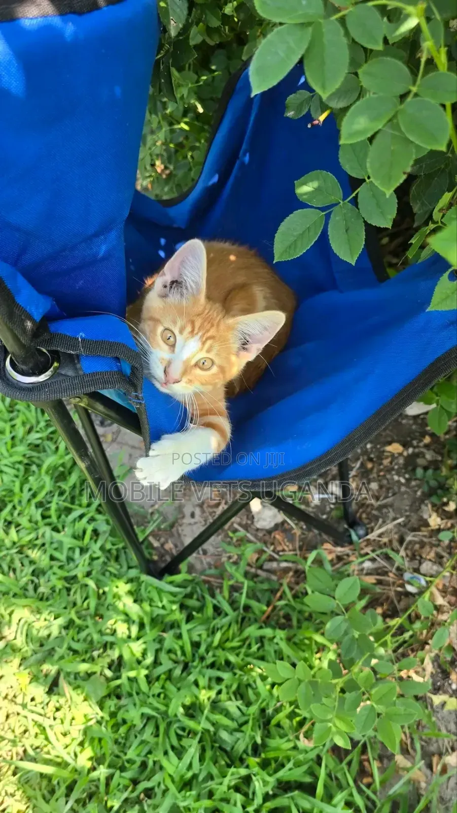 3-6 months Male Purebred Exotic