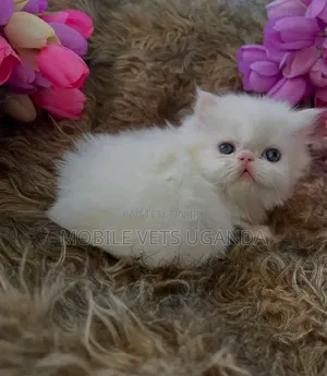1-3 months Male Purebred Persian
