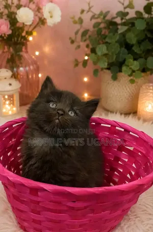 0-1 month Male Purebred Bombay