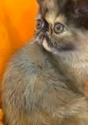 1-3 months Female Purebred Persian