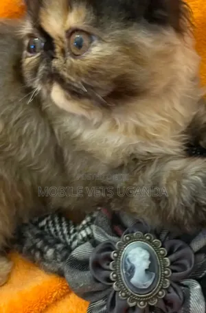 0-1 month Female Purebred Persian
