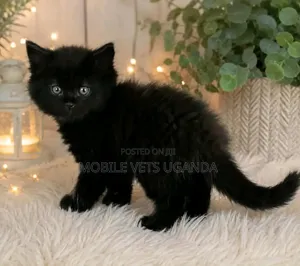 0-1 month Female Purebred Exotic