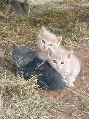 0-1 month Male Purebred Bombay
