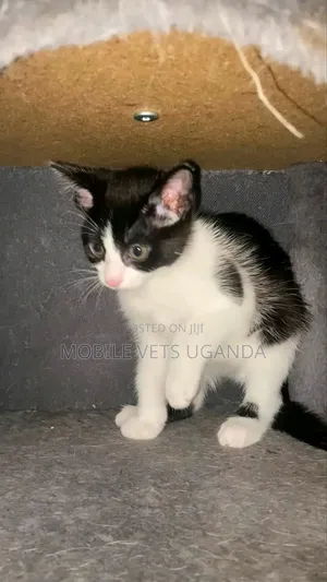 1-3 months Female Purebred Manx
