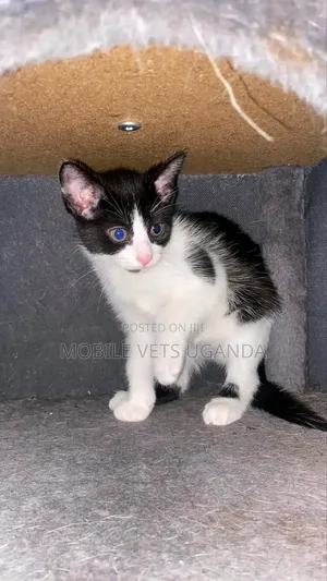 1-3 months Male Purebred Savannah