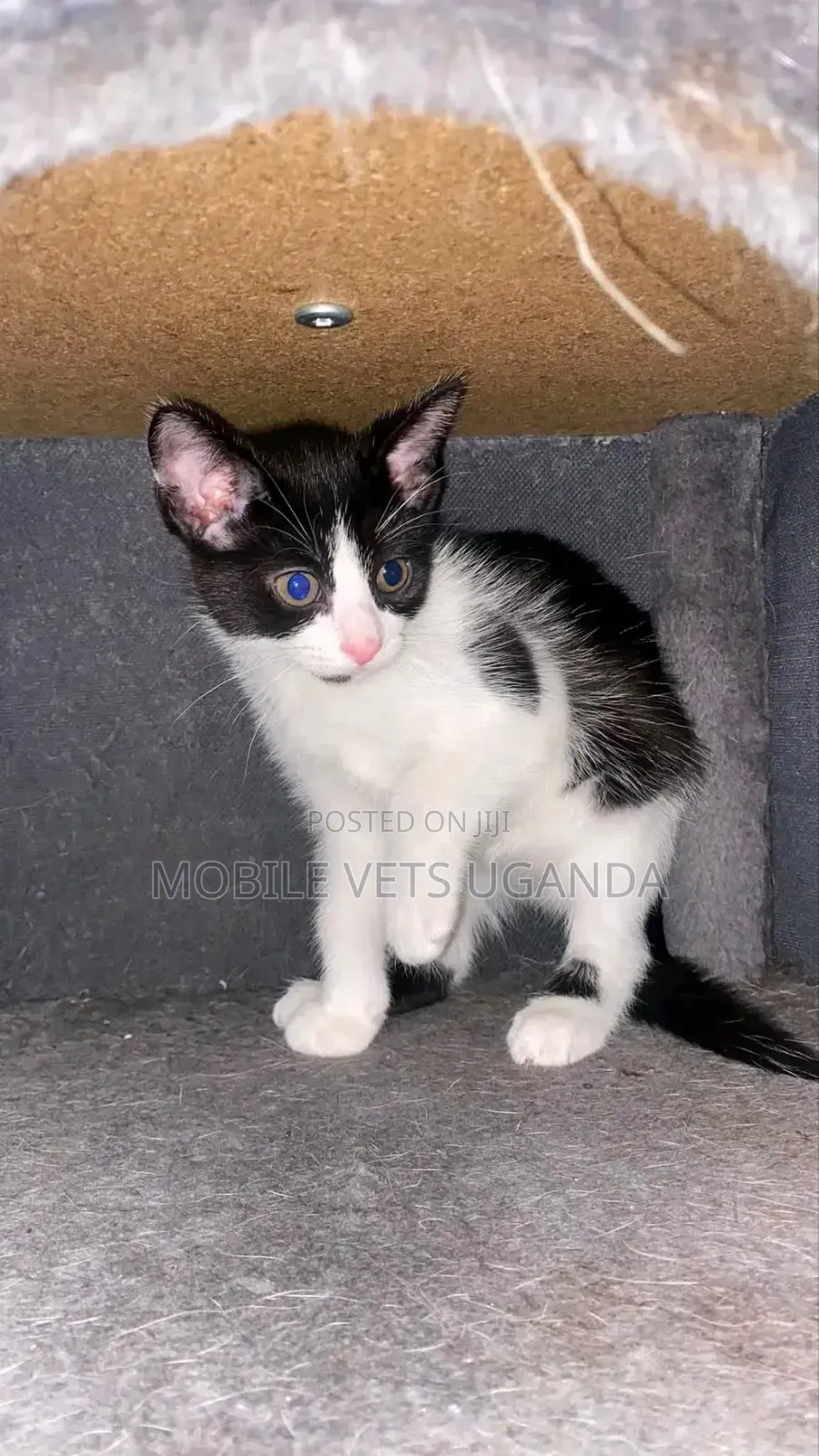 1-3 months Male Purebred Savannah
