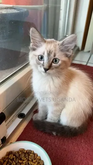 1-3 months Male Purebred Ragdoll