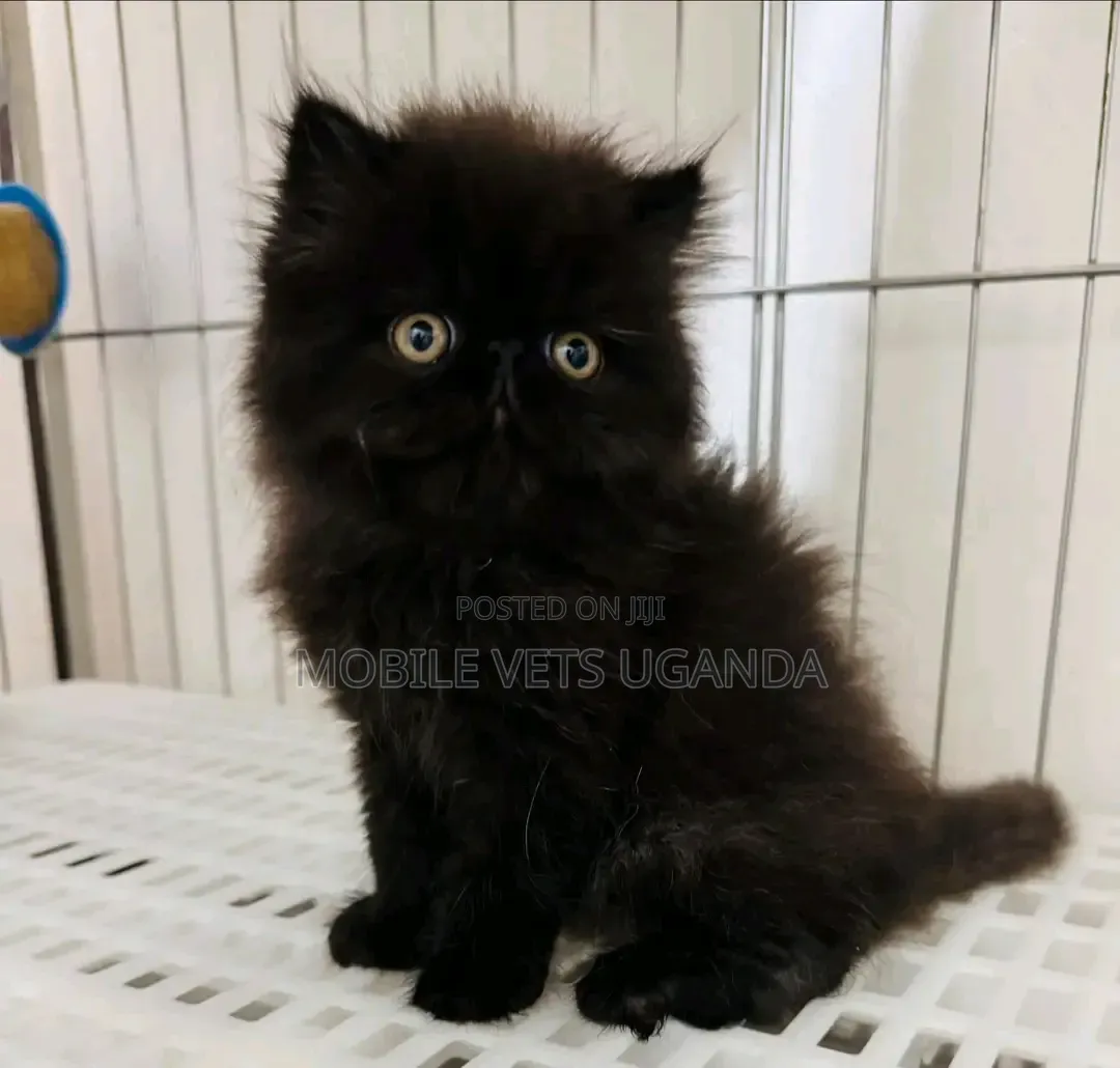 1-3 months Male Purebred Persian