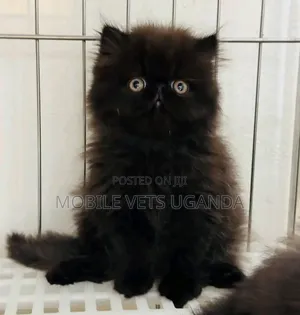 1-3 months Male Purebred Persian