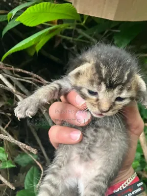1-3 months Male Purebred Bombay
