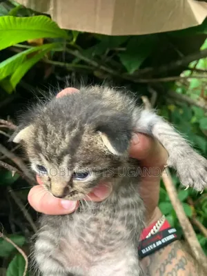 0-1 month Male Purebred American Bobtail