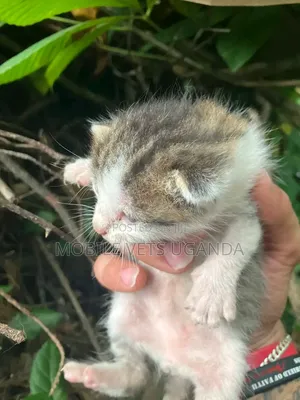 1-3 months Female Purebred American Bobtail