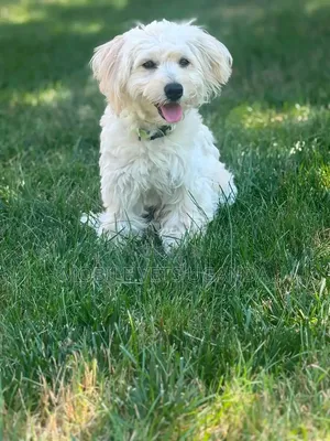 1-3 months Female Purebred Maltese