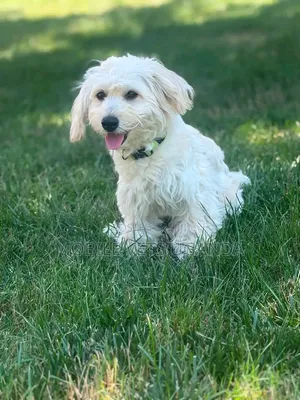 3-6 months Male Purebred Maltese