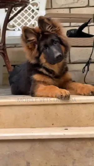 3-6 months Male Purebred German Shepherd