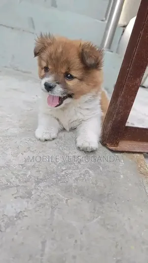 1-3 months Male Purebred Chihuahua