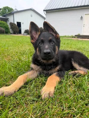 1-3 months Female Purebred German Shepherd