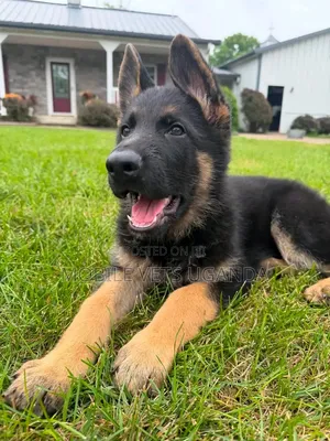 1-3 months Female Purebred German Shepherd