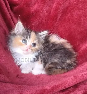 1-3 months Male Purebred Bombay