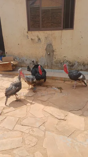Turkeys for Sell