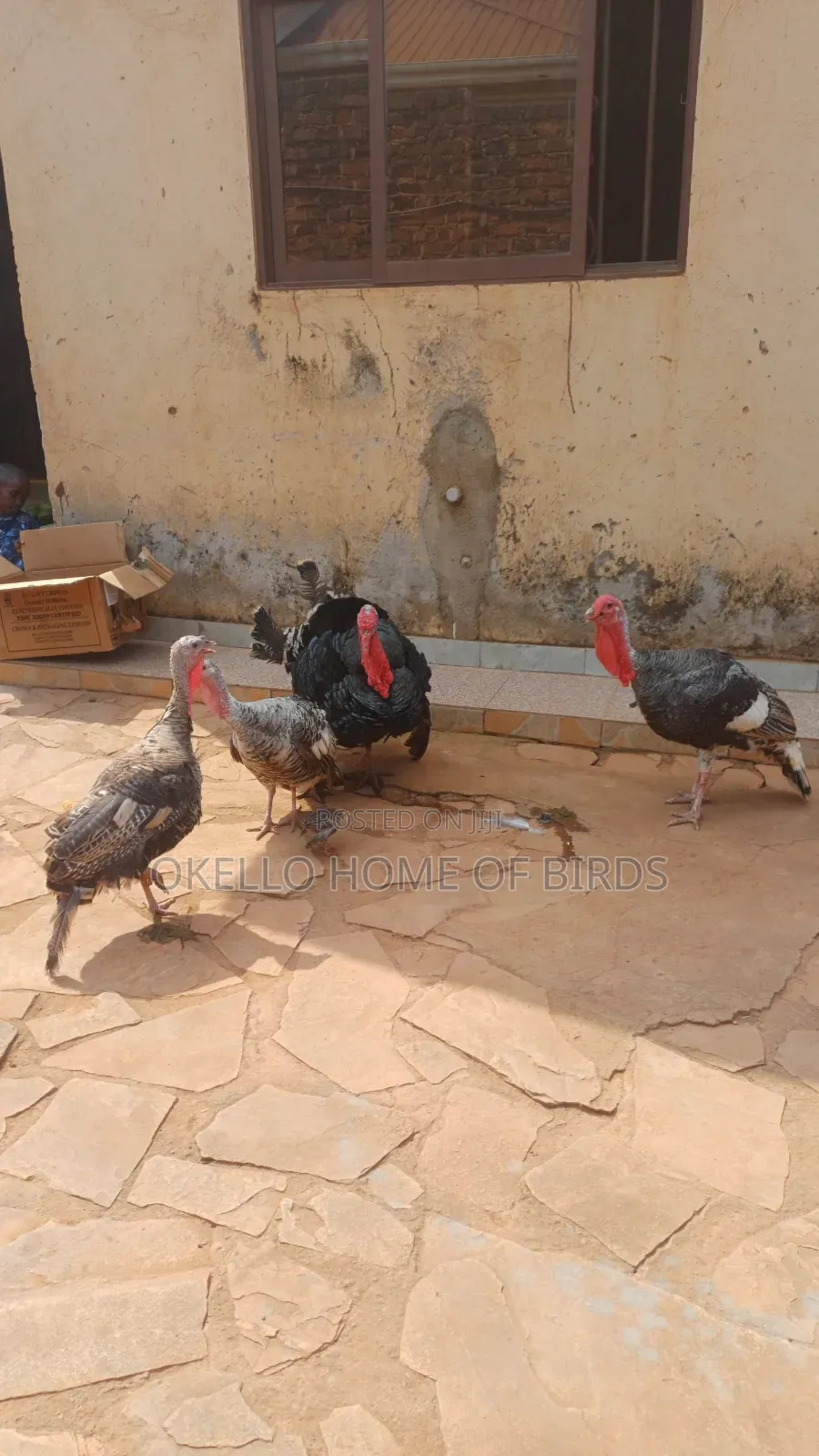 Turkeys for Sell