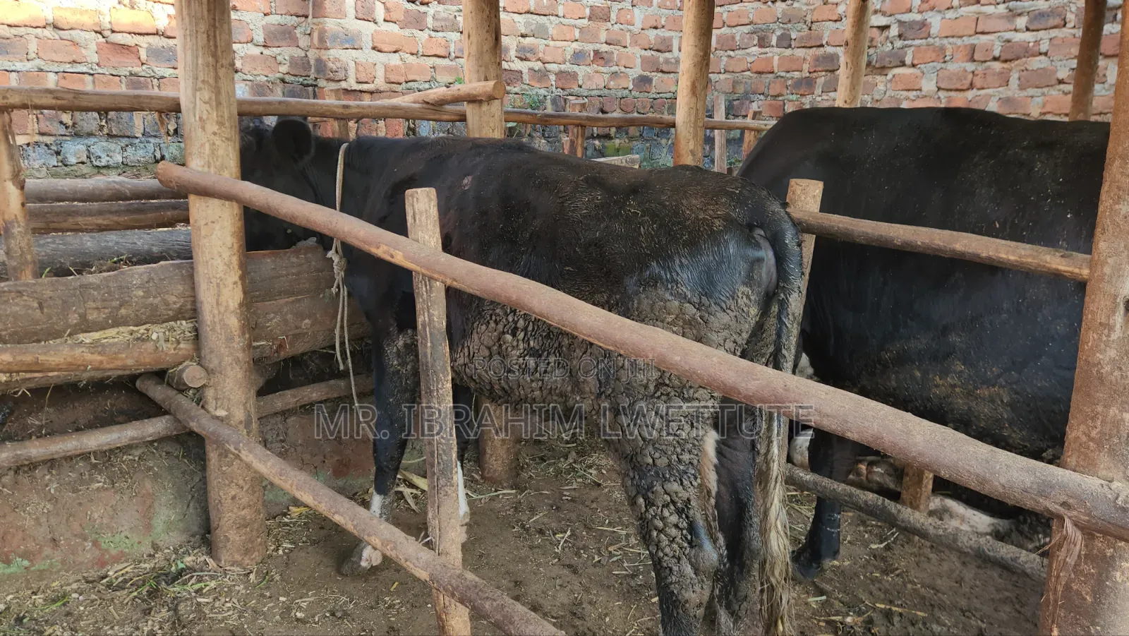 Friesian on Sale