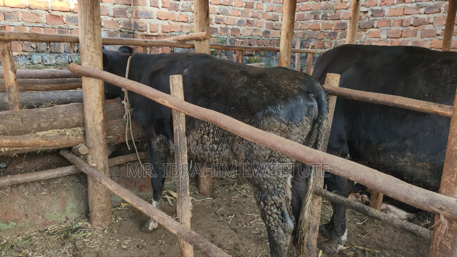 Friesian on Sale