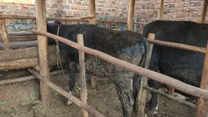 Friesian on Sale