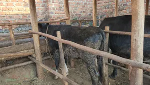 Friesian on Sale