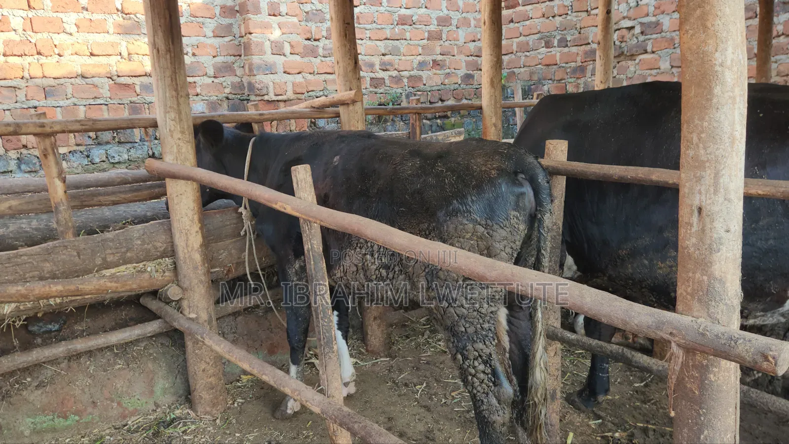 Friesian on Sale