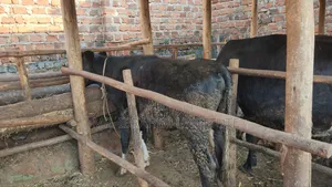 Friesian on Sale
