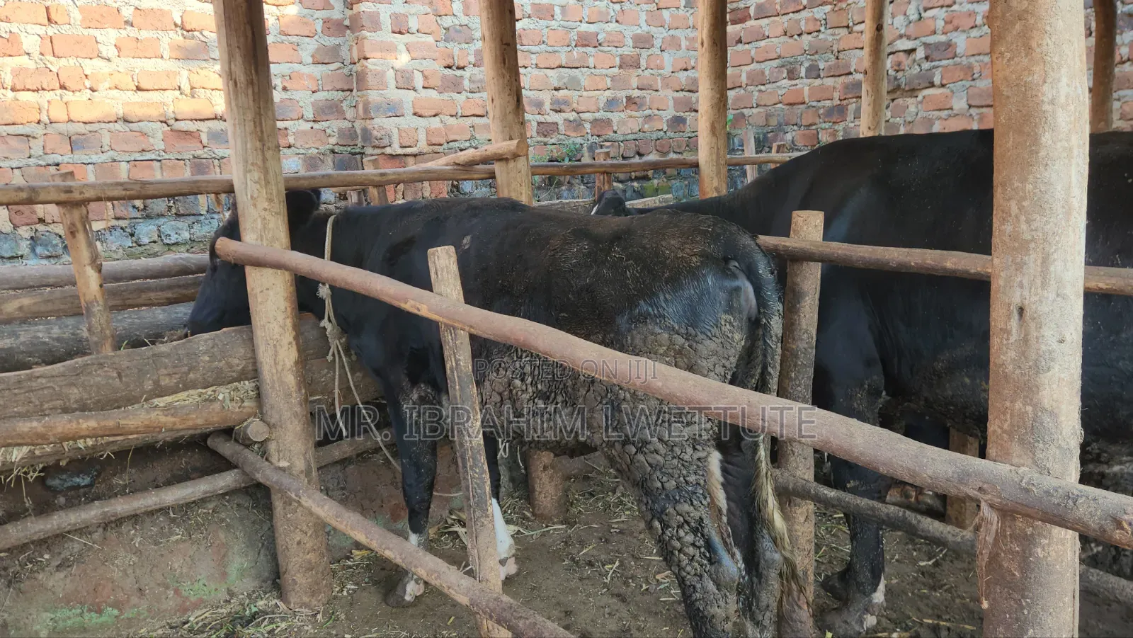 Friesian on Sale