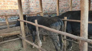 Friesian on Sale