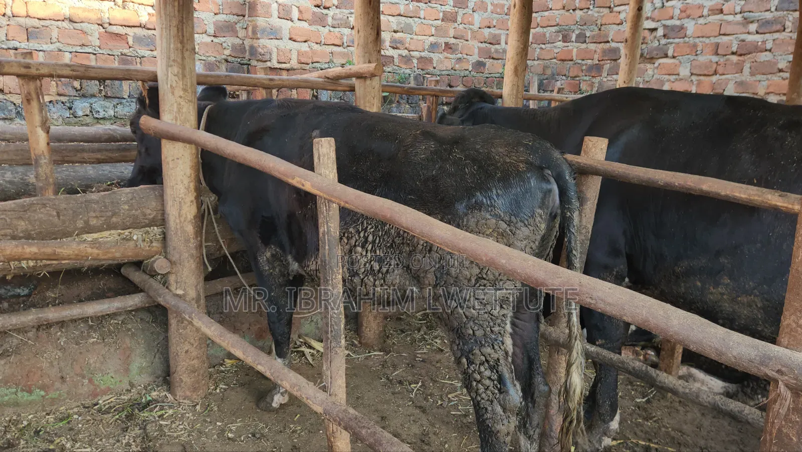 Friesian on Sale