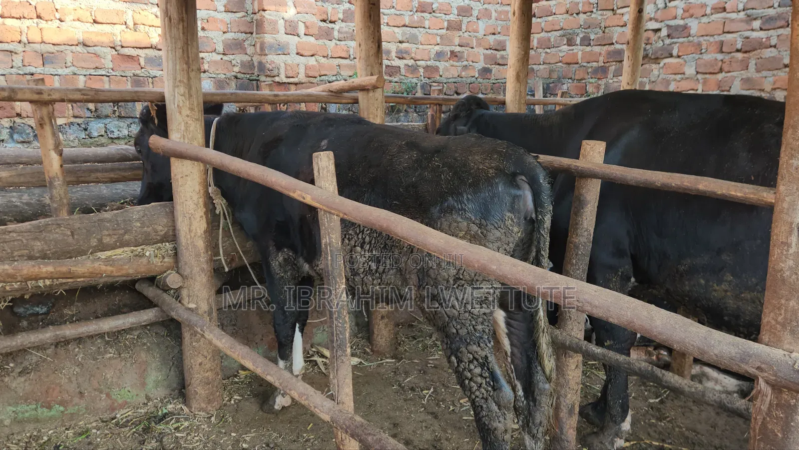 Friesian on Sale