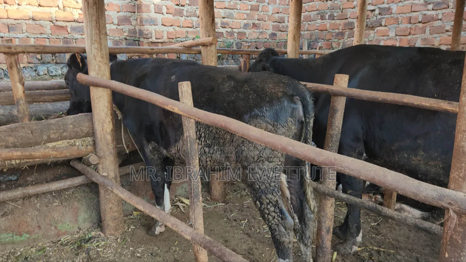 Friesian on Sale