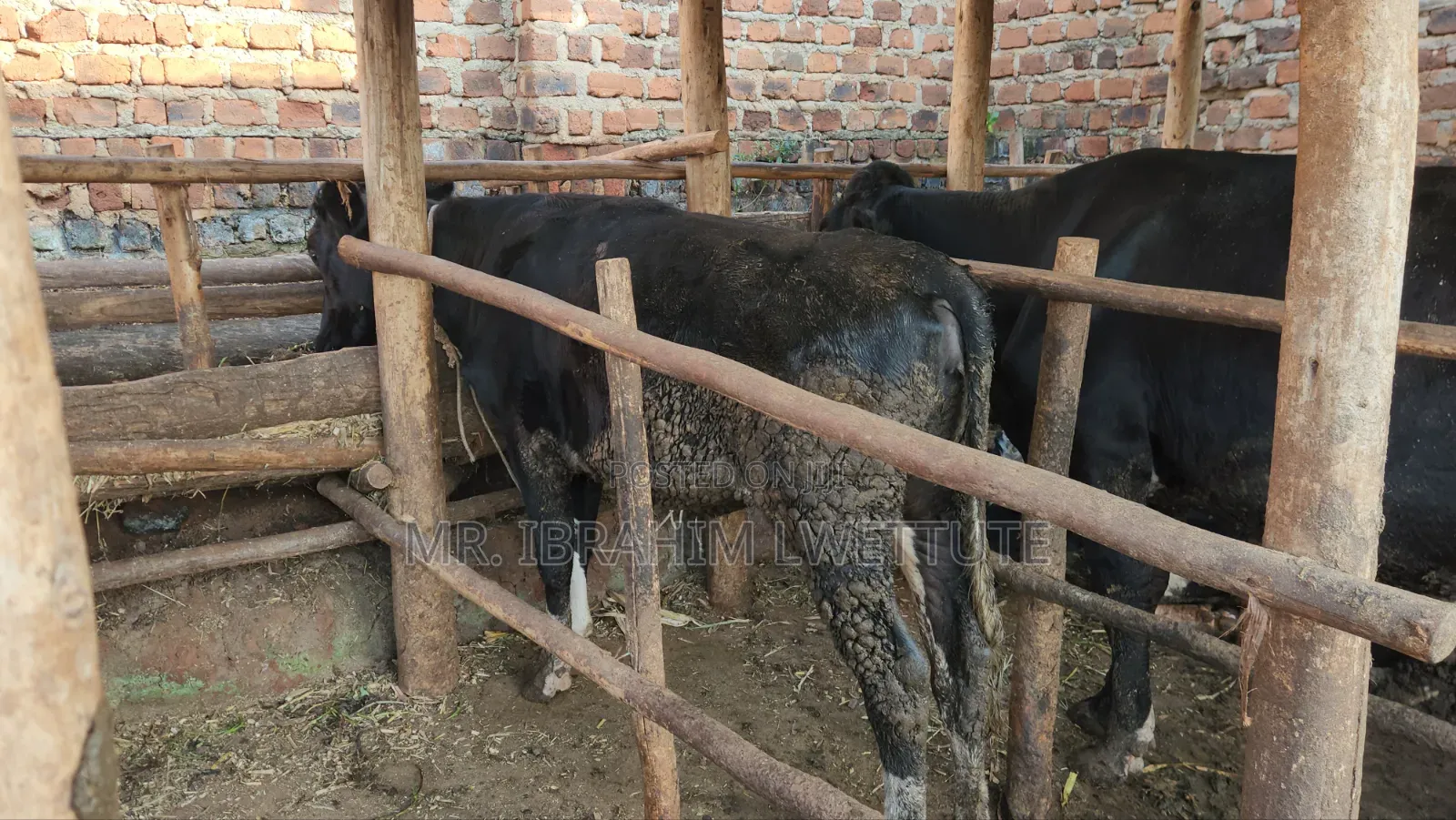 Friesian on Sale